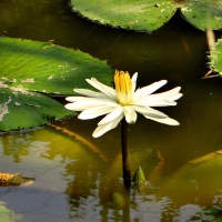 The White Water Flower